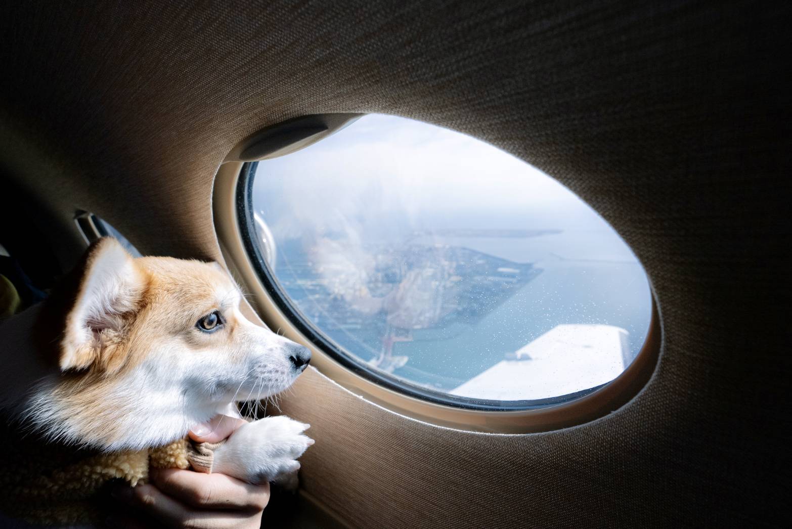 ペットと空の旅
