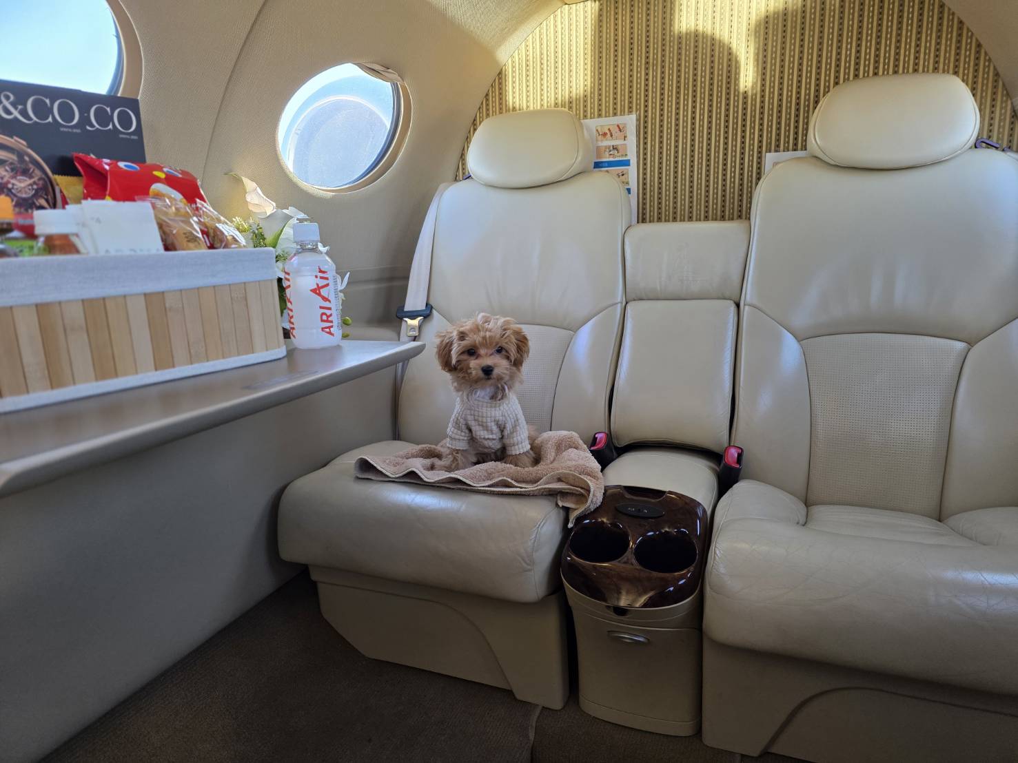 犬・猫と一緒に飛行機に乗る／ARIAir