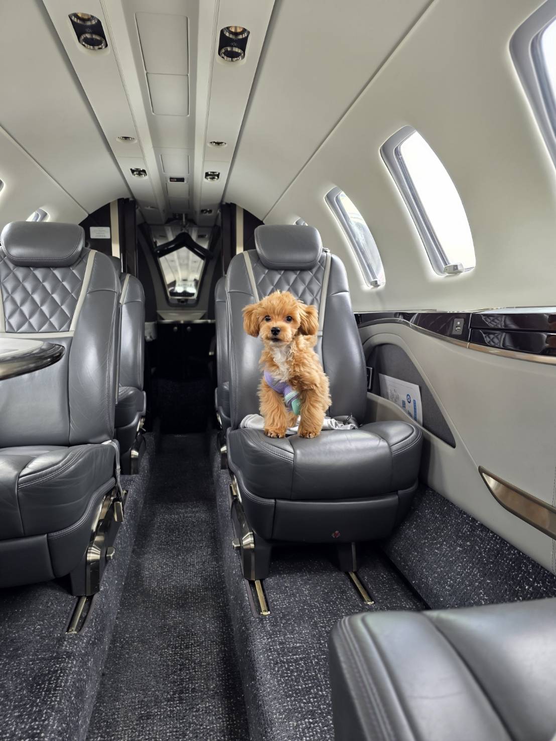 犬と一緒にプライベートジェットで空の旅／ARIAir